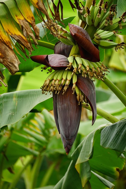 banana plant, banana flower, fruit, tree, plant, natural, floral, banana, nature, blossom, closeup, banana plant, banana, banana, banana, banana, banana, nature